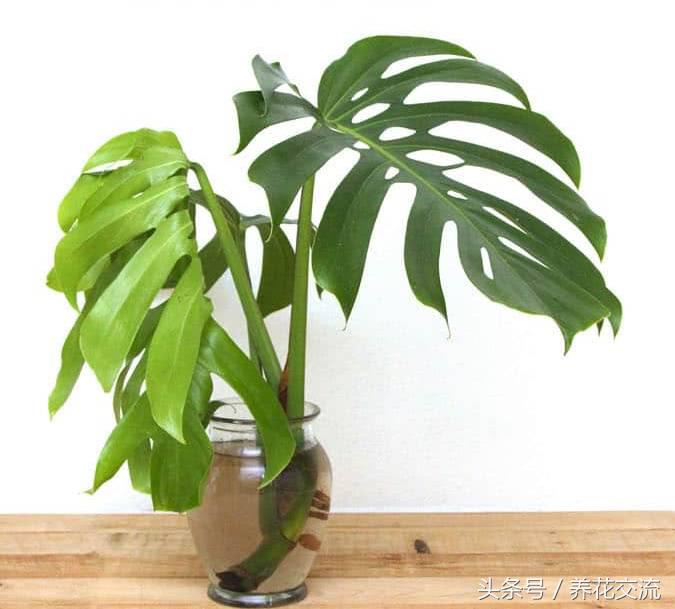 净化室内空气的十大盆栽,适合净化空气好养的绿植