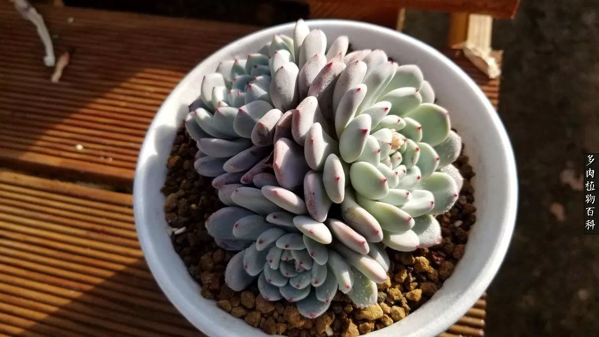 多肉如何养才不损耗杆子的养分,夏季带盆土的多肉要修根吗