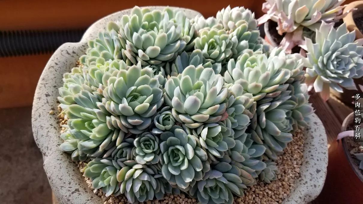 多肉如何养才不损耗杆子的养分,夏季带盆土的多肉要修根吗