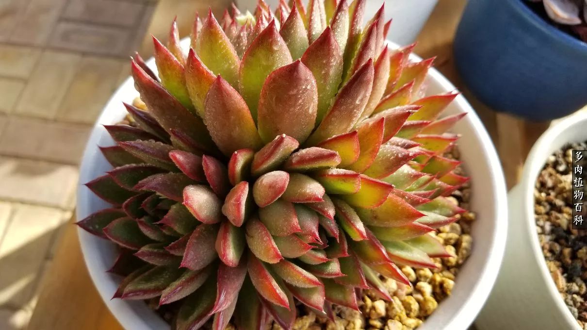 多肉如何养才不损耗杆子的养分,夏季带盆土的多肉要修根吗