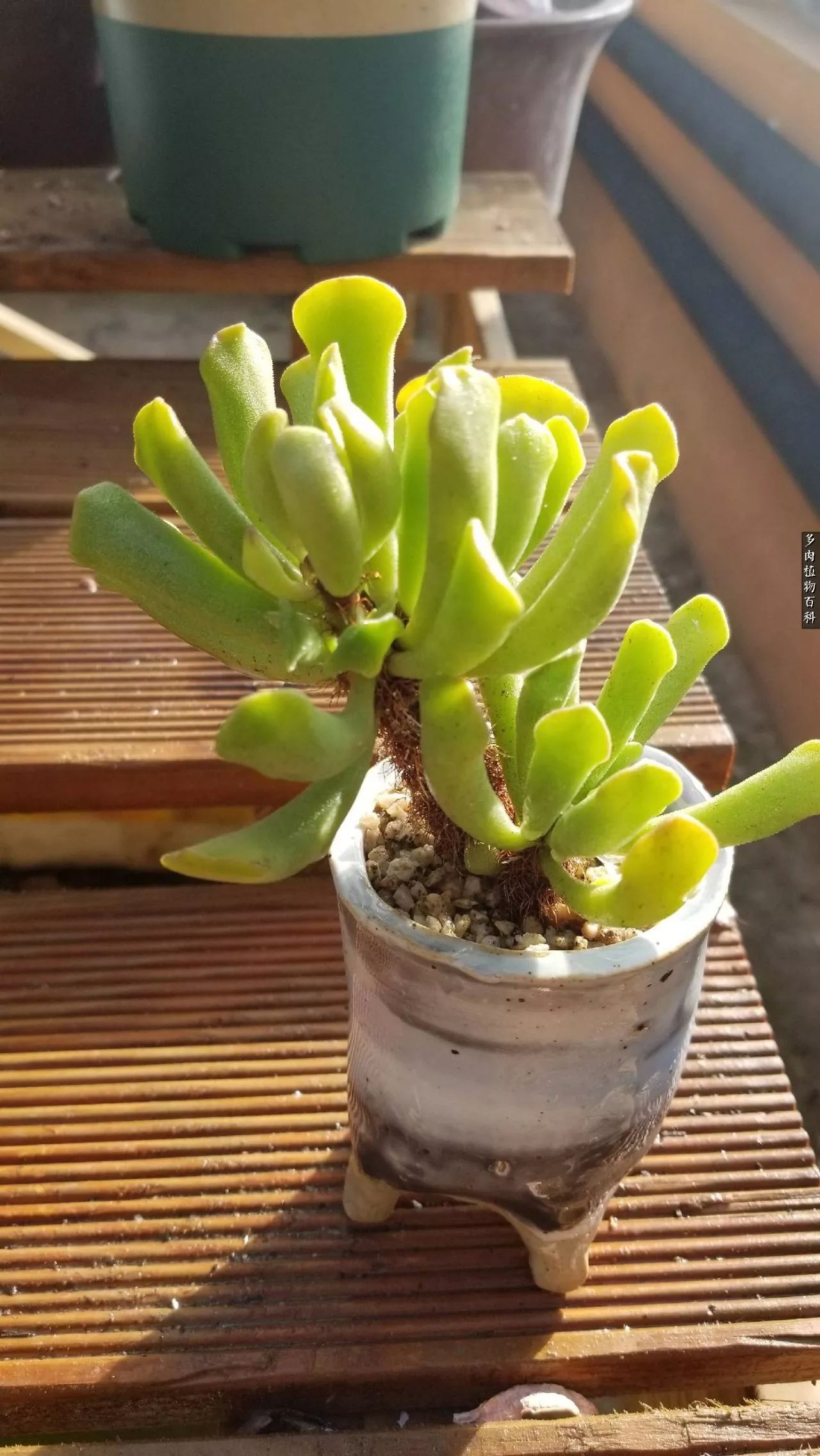 多肉如何养才不损耗杆子的养分,夏季带盆土的多肉要修根吗