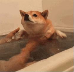 狗狗不爱洗澡怎么办,泰迪狗狗不爱洗澡怎么办