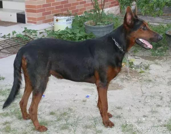 狼犬界少有匹敌的存在,中国莱州红,不得不说的事!