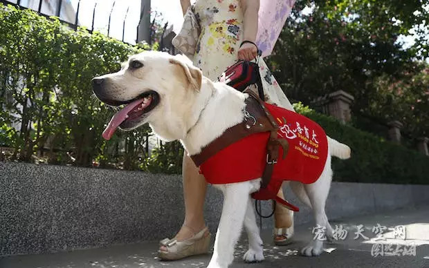 拉布拉多犬为什么作为导盲犬,导盲犬为什么拉布拉多比金毛多