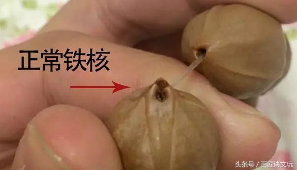 娜姐说核雕,娜姐文玩测评