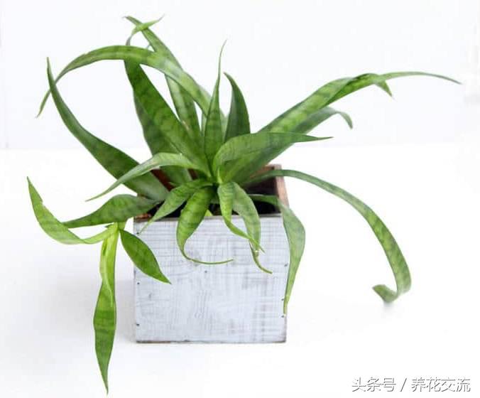 净化室内空气的十大盆栽,适合净化空气好养的绿植