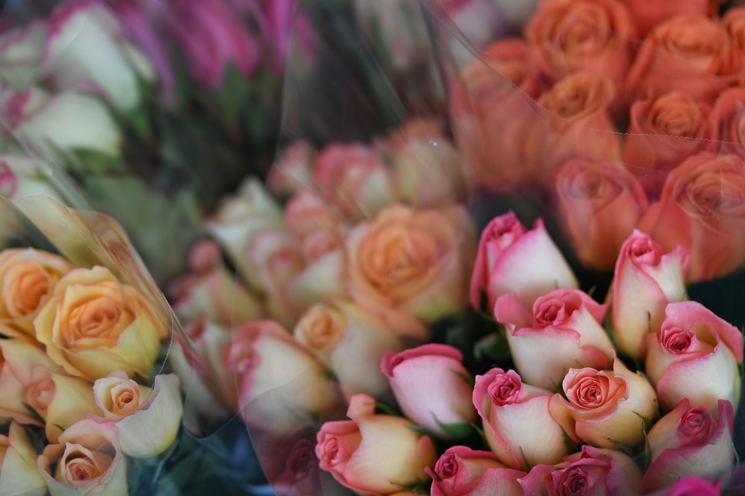 尼康尼克尔十佳镜头,尼康af-s尼克尔85mm1.8g拍摄展示