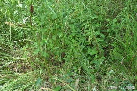 秦汉三国两晋南北朝朝代顺序,三国两晋南北朝具体时间划分