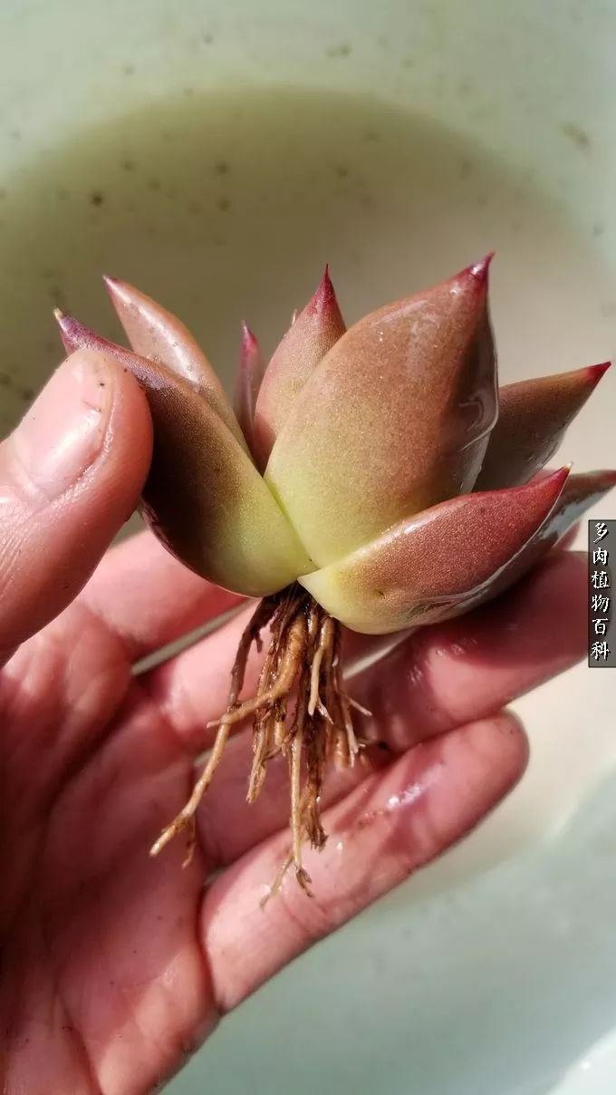 多肉如何养才不损耗杆子的养分,夏季带盆土的多肉要修根吗