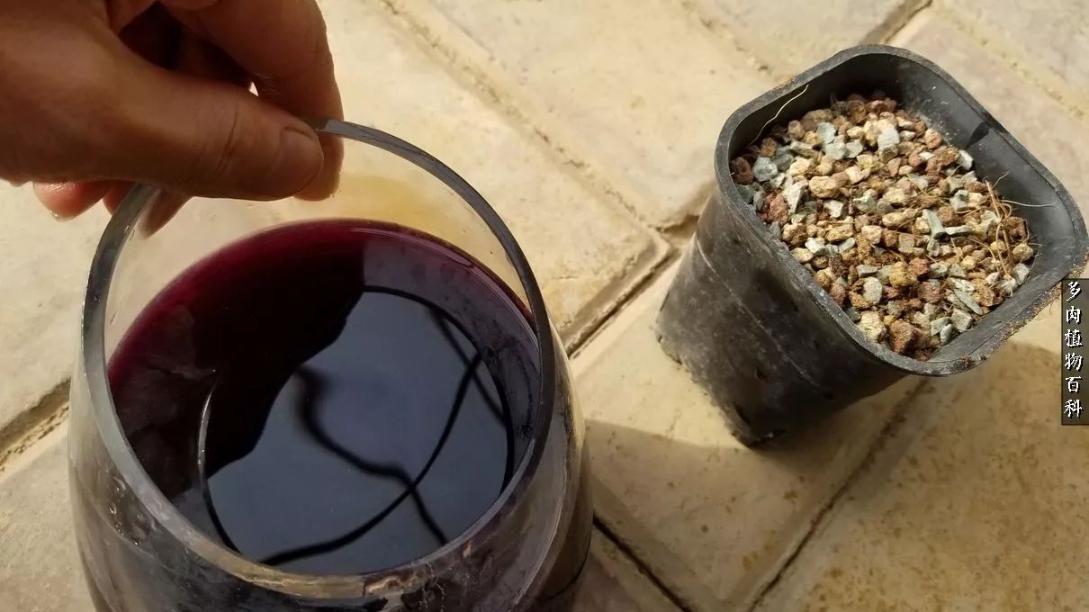 多肉如何养才不损耗杆子的养分,夏季带盆土的多肉要修根吗