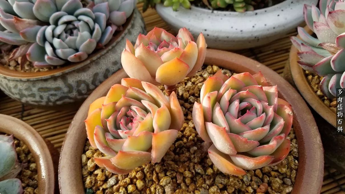 多肉如何养才不损耗杆子的养分,夏季带盆土的多肉要修根吗