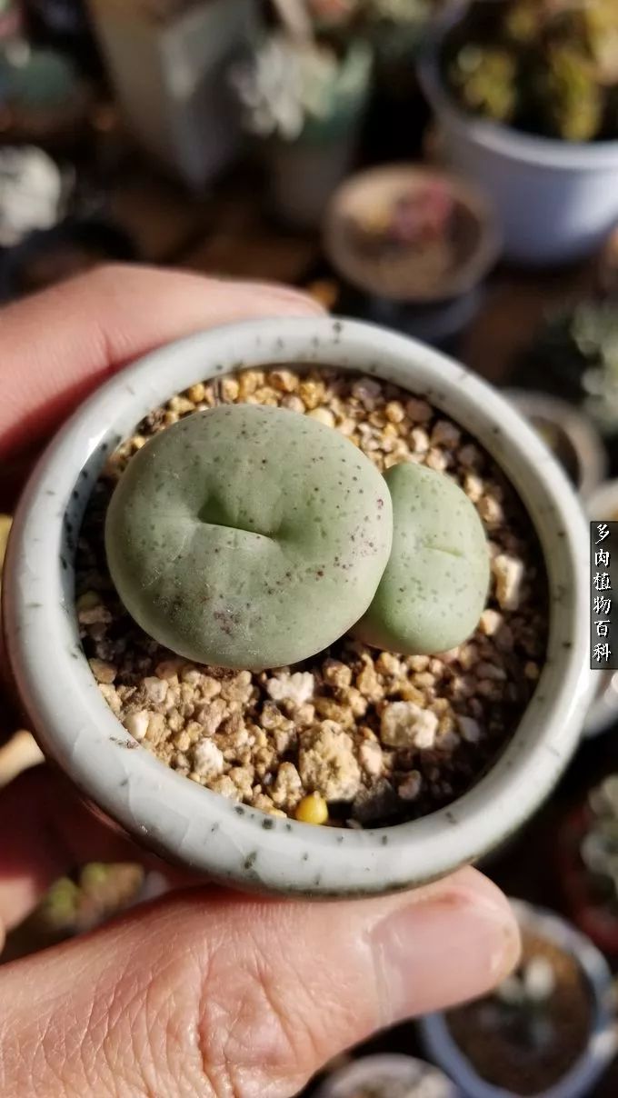 多肉如何养才不损耗杆子的养分,夏季带盆土的多肉要修根吗