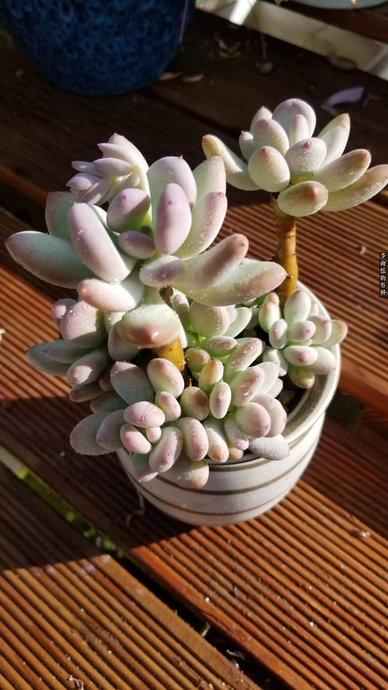 多肉如何养才不损耗杆子的养分,夏季带盆土的多肉要修根吗