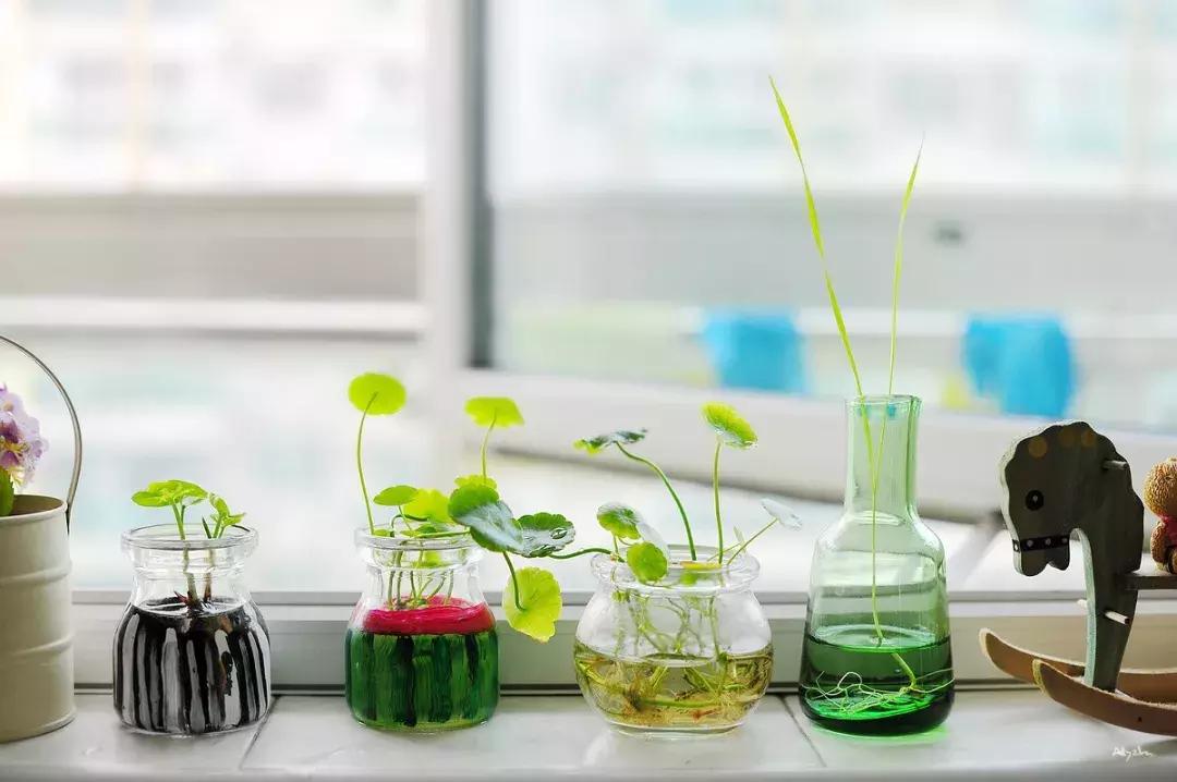 怎么养好小鱼儿 (怎样养好小鱼儿)