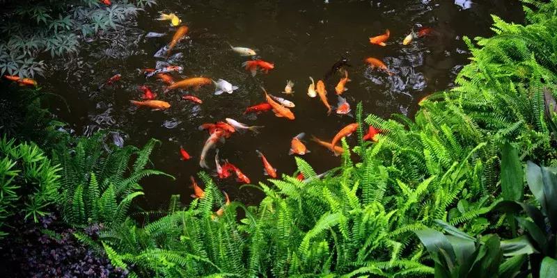 怎么养好小鱼儿 (怎样养好小鱼儿)