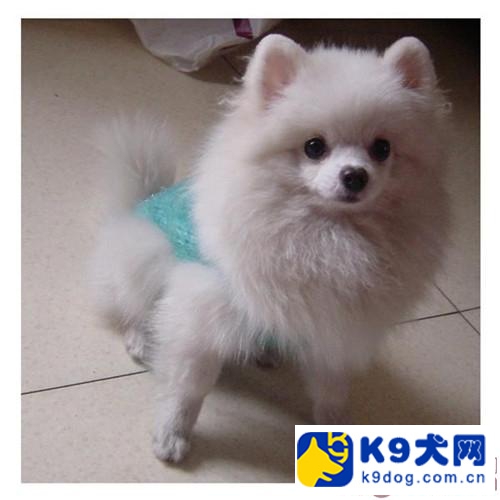 k9犬,k9犬为什么不能养