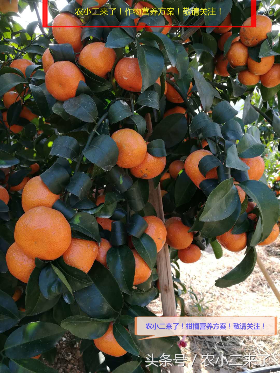 铜制剂?到底是什么东西?有什么用?