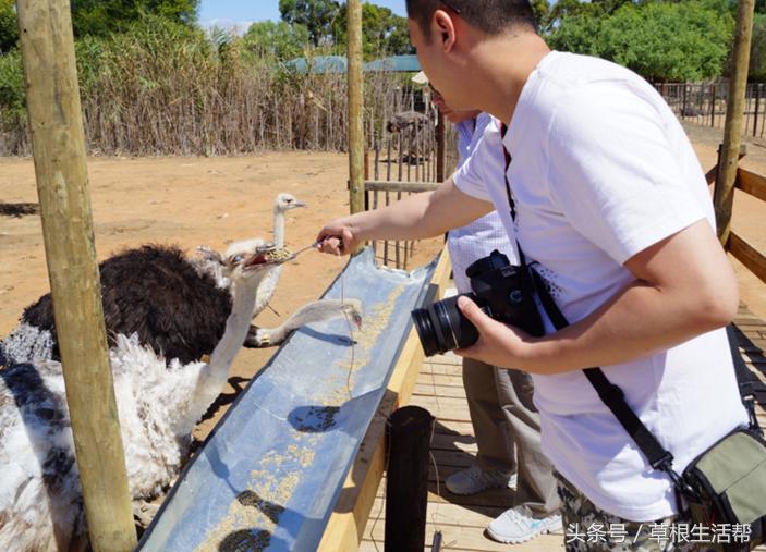 养殖“大笨鸟”,敲开致富门,80后回老家创业成为新一代农场主