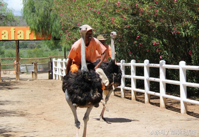 养殖“大笨鸟”,敲开致富门,80后回老家创业成为新一代农场主