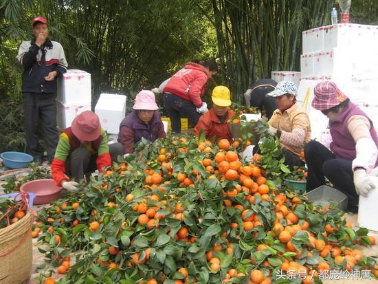 打了糖的水果能吃吗,可怕的沙糖桔看完了你还想吃吗