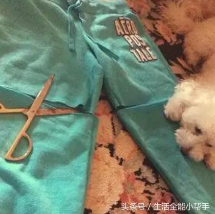 旧衣服怎么给狗狗做小衣服,夏天旧衣服给狗狗做衣服教程