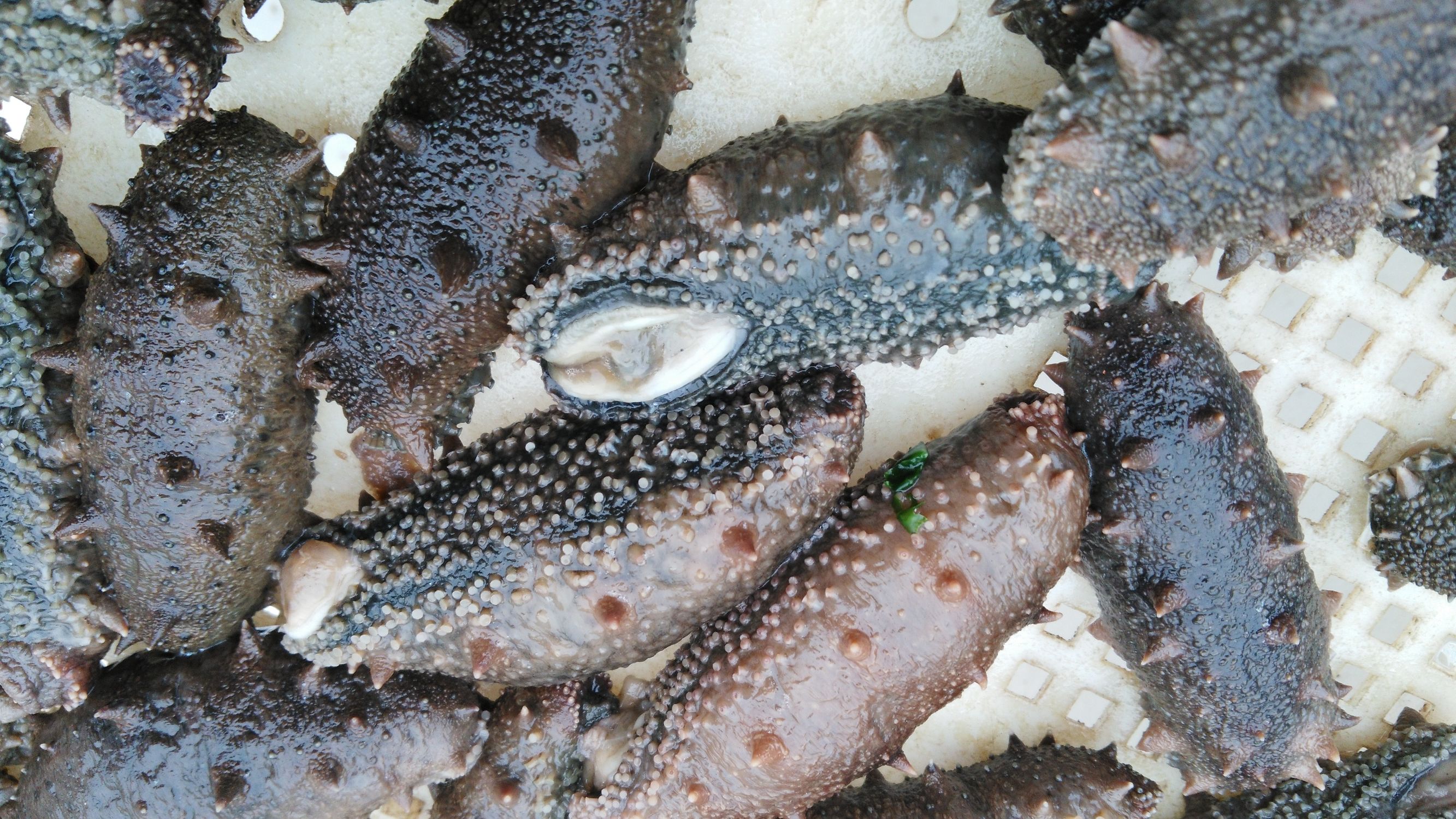 鲜活海参怎样处理好,鲜活海参处理方法