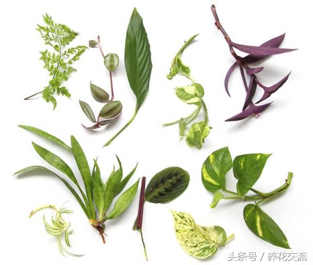 净化室内空气的十大盆栽,适合净化空气好养的绿植