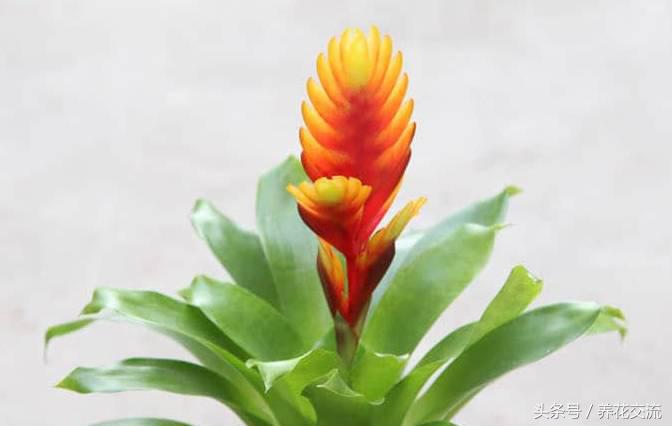 净化室内空气的十大盆栽,适合净化空气好养的绿植