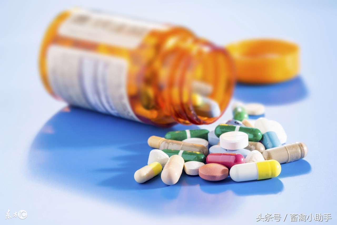 养鸽常备药及治疗,人药治鸽病大全