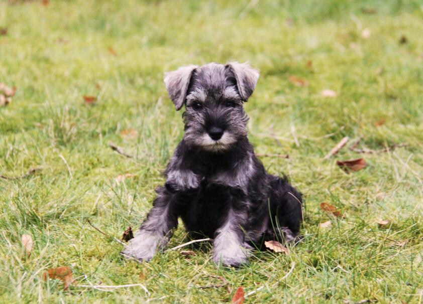 犬种百科之捷克狼犬,雪纳瑞这个犬种好驯服吗