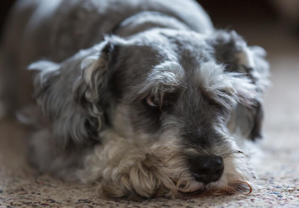 犬种百科之捷克狼犬,雪纳瑞这个犬种好驯服吗
