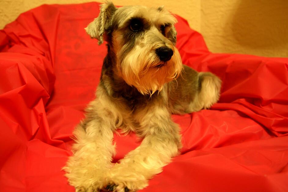 犬种百科之捷克狼犬,雪纳瑞这个犬种好驯服吗