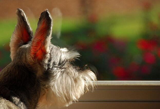 犬种百科之捷克狼犬,雪纳瑞这个犬种好驯服吗