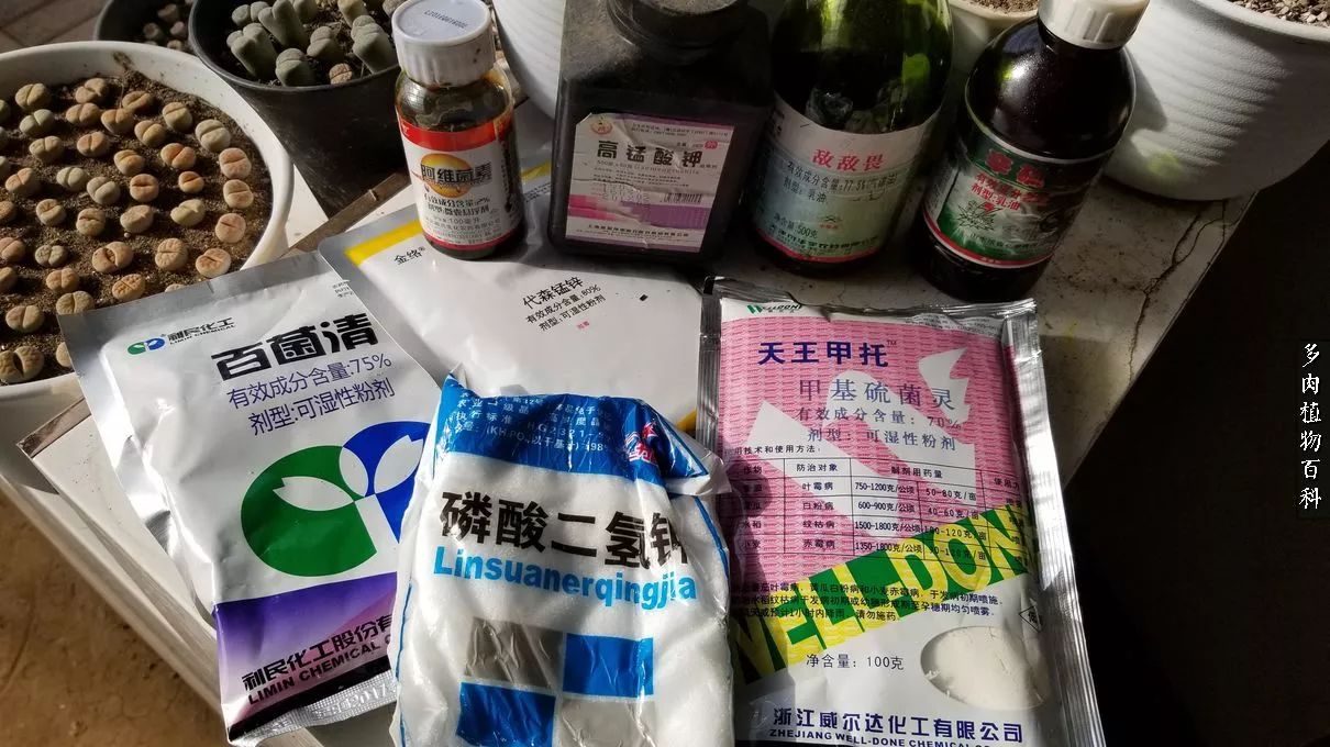 多肉如何养才不损耗杆子的养分,夏季带盆土的多肉要修根吗