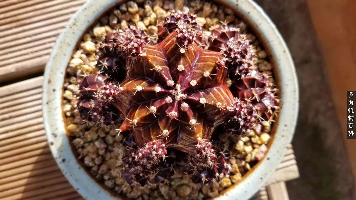 多肉如何养才不损耗杆子的养分,夏季带盆土的多肉要修根吗