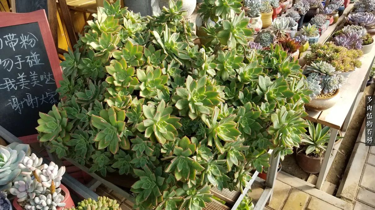 多肉如何养才不损耗杆子的养分,夏季带盆土的多肉要修根吗