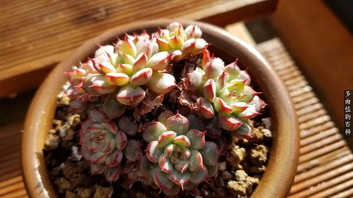 多肉如何养才不损耗杆子的养分,夏季带盆土的多肉要修根吗