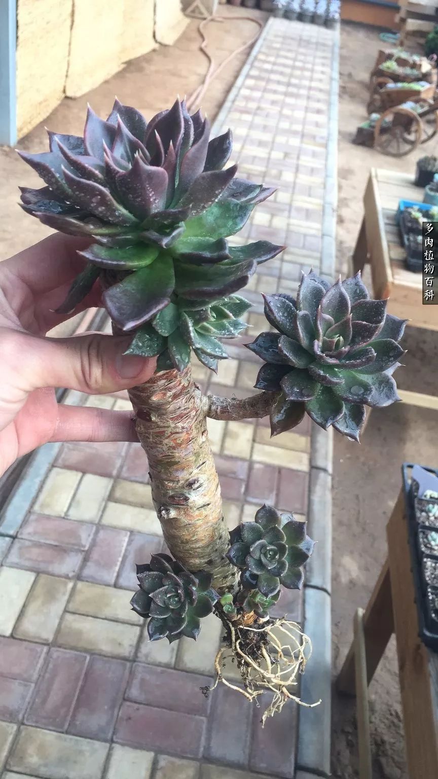 多肉如何养才不损耗杆子的养分,夏季带盆土的多肉要修根吗