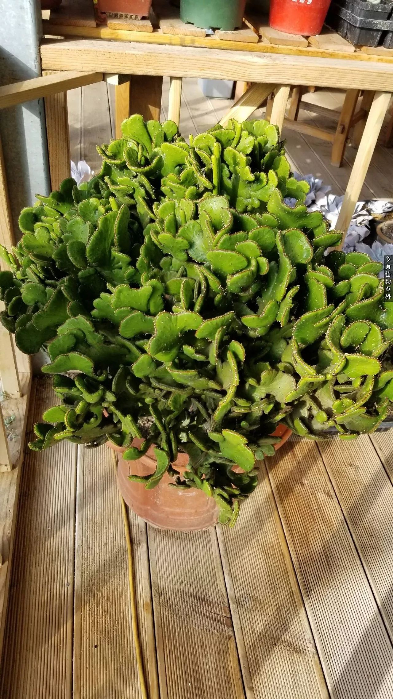 多肉如何养才不损耗杆子的养分,夏季带盆土的多肉要修根吗