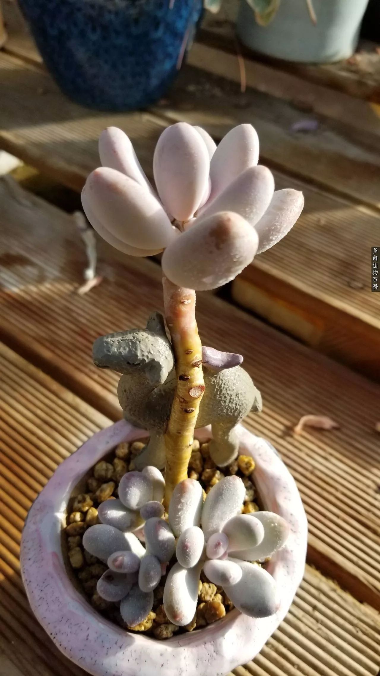 多肉如何养才不损耗杆子的养分,夏季带盆土的多肉要修根吗