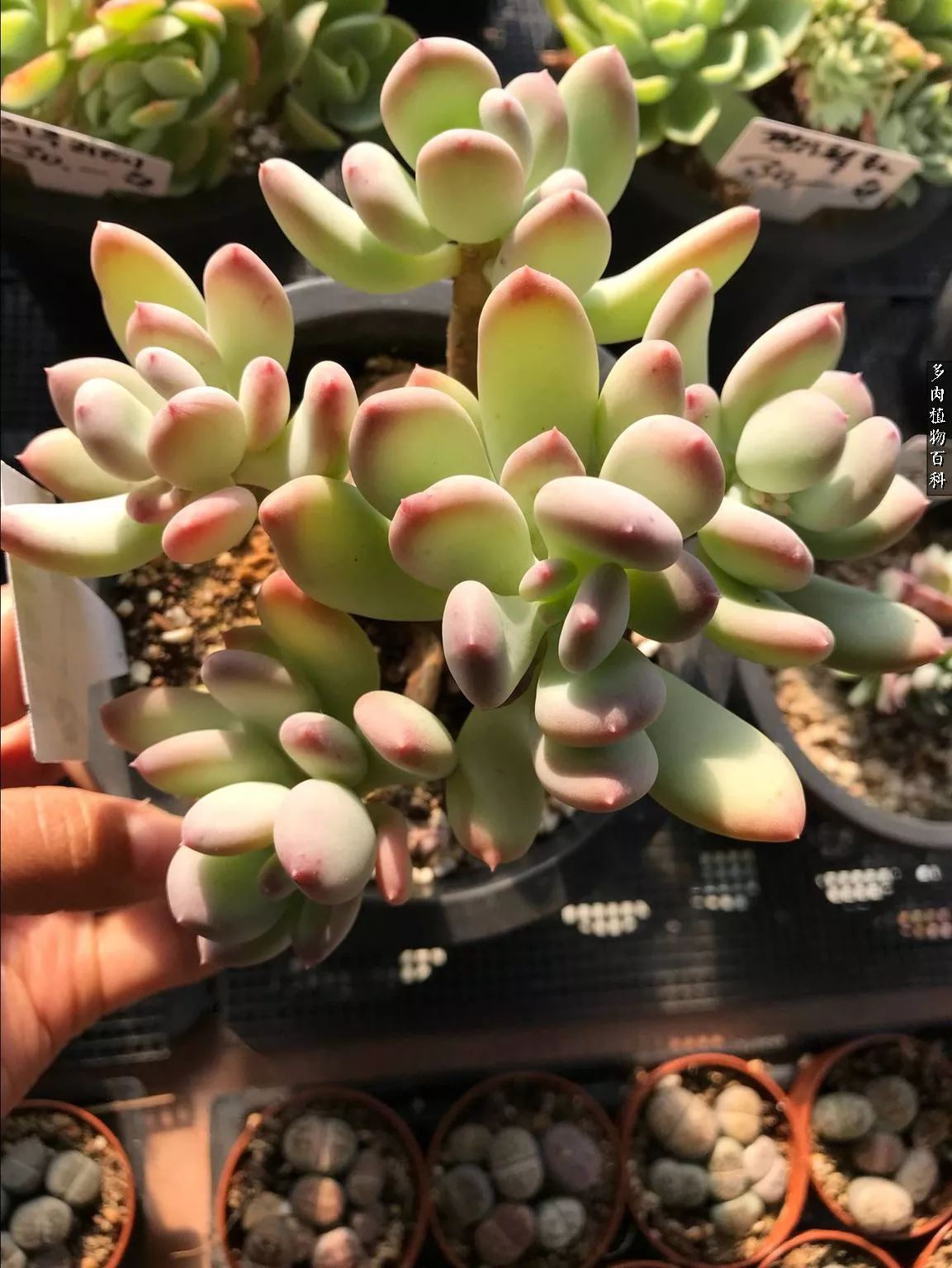 多肉如何养才不损耗杆子的养分,夏季带盆土的多肉要修根吗