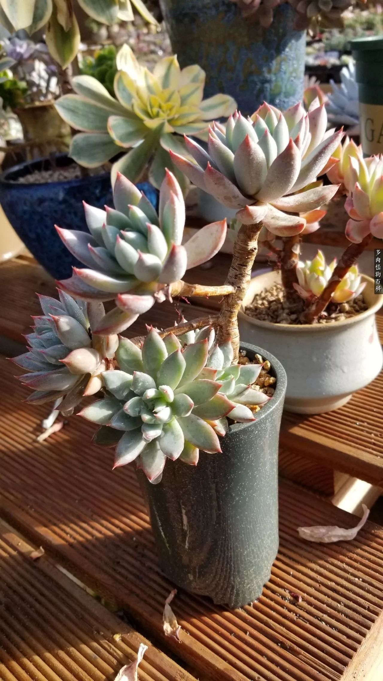 多肉如何养才不损耗杆子的养分,夏季带盆土的多肉要修根吗