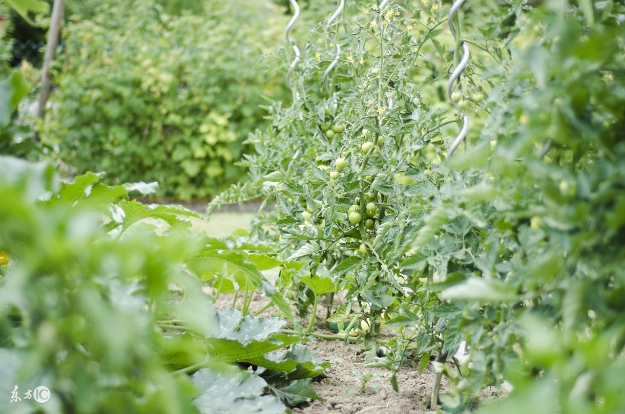 西红柿疯长不坐果怎么治,西红柿疯长但开花少的原因