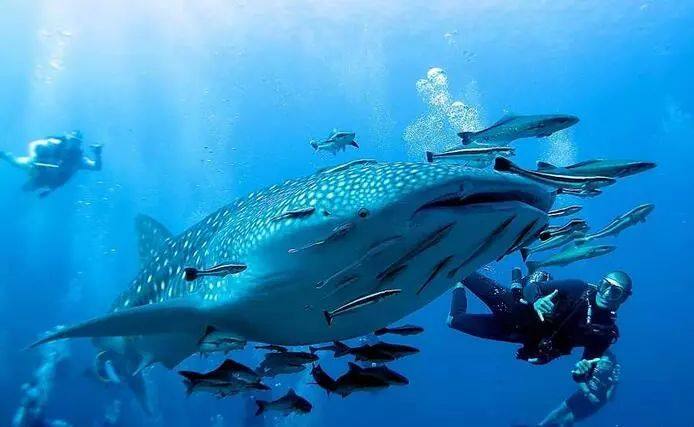 泰国养老签证最新规定,泰国语言学校签证条件