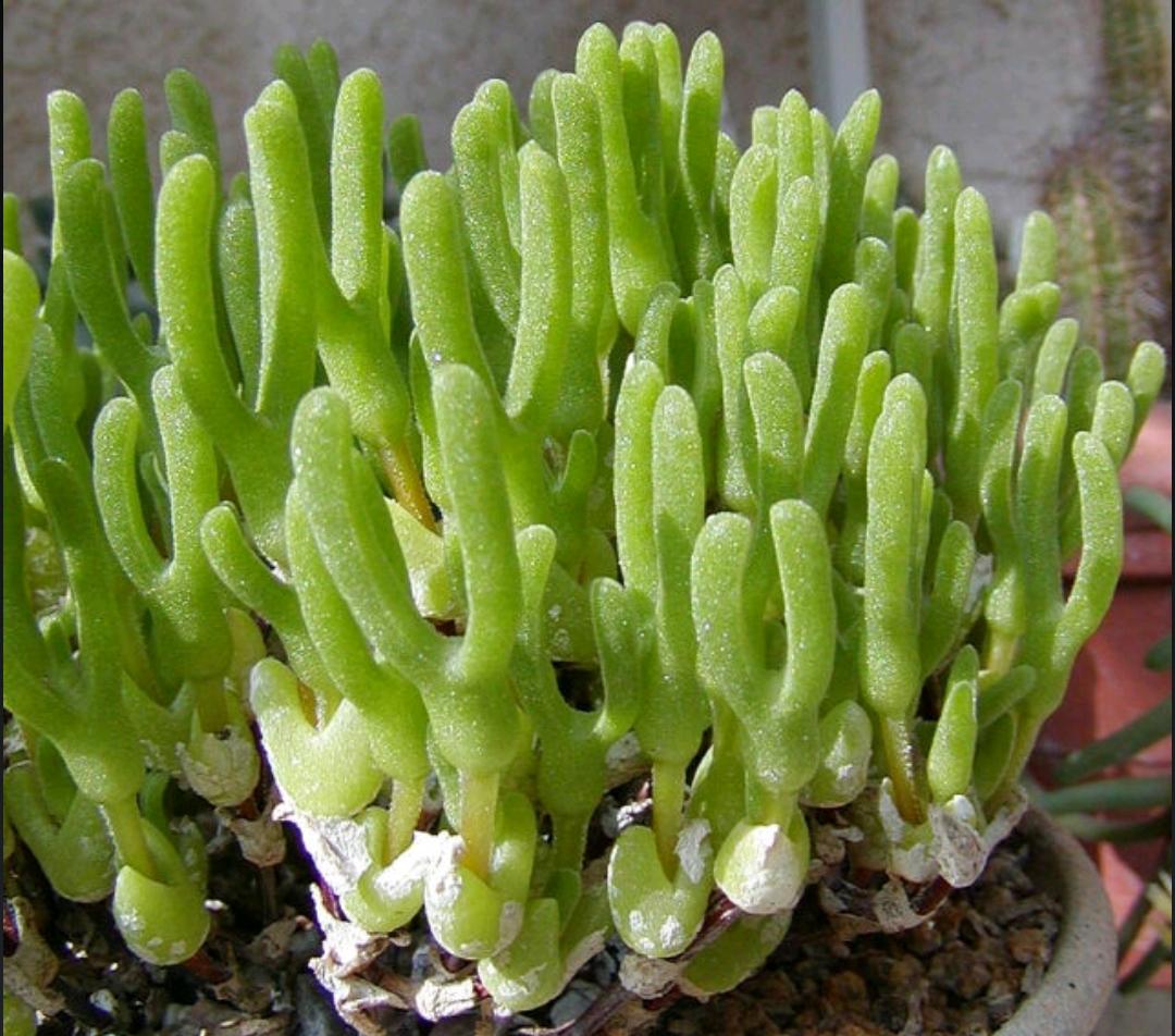 玉露冰灯养护,大冰灯玉露和小冰灯