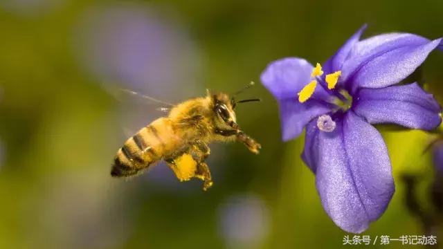 致富蜜蜂价格表,农村养殖蜜蜂一年能赚多少钱