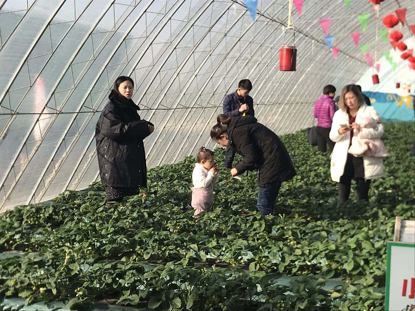 普兰店摘草莓的地方,普兰店草莓采摘技术