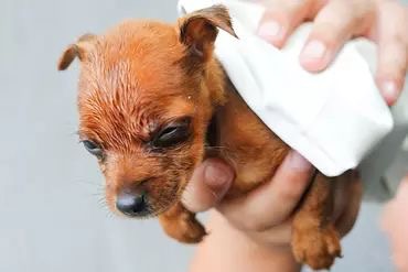 狗狗不爱洗澡怎么办,泰迪狗狗不爱洗澡怎么办