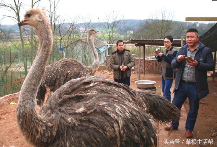 养殖“大笨鸟”,敲开致富门,80后回老家创业成为新一代农场主