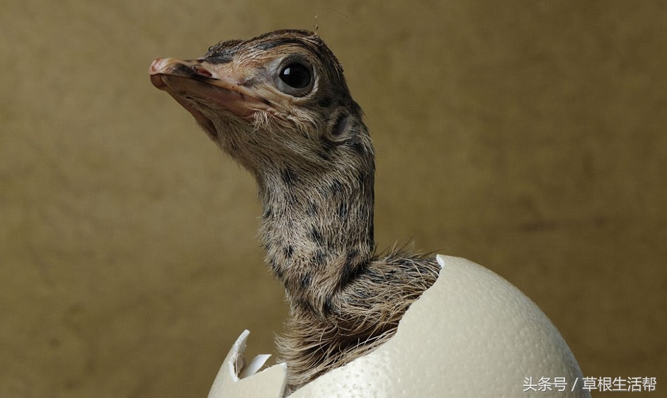 养殖“大笨鸟”,敲开致富门,80后回老家创业成为新一代农场主